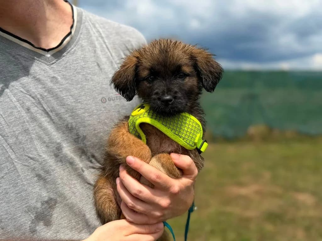 Sonnenschein, female puppy Mixed Breed for adoption at Ein Herz für Streuner e.V., München
