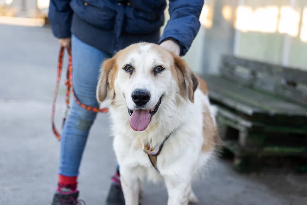 Sonny, male senior Mixed Breed for adoption at Ein Herz für Streuner e.V., München