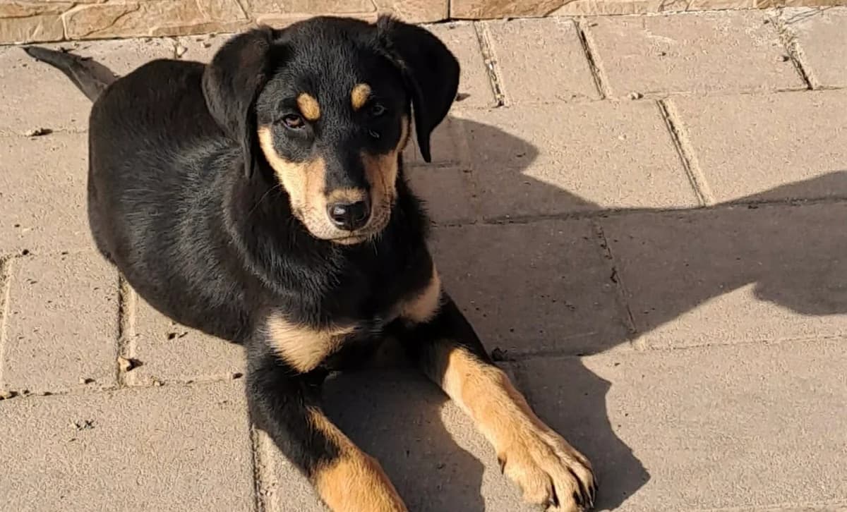 Sontje, female puppy Mixed Breed for adoption at Ein Herz für Streuner e.V., München