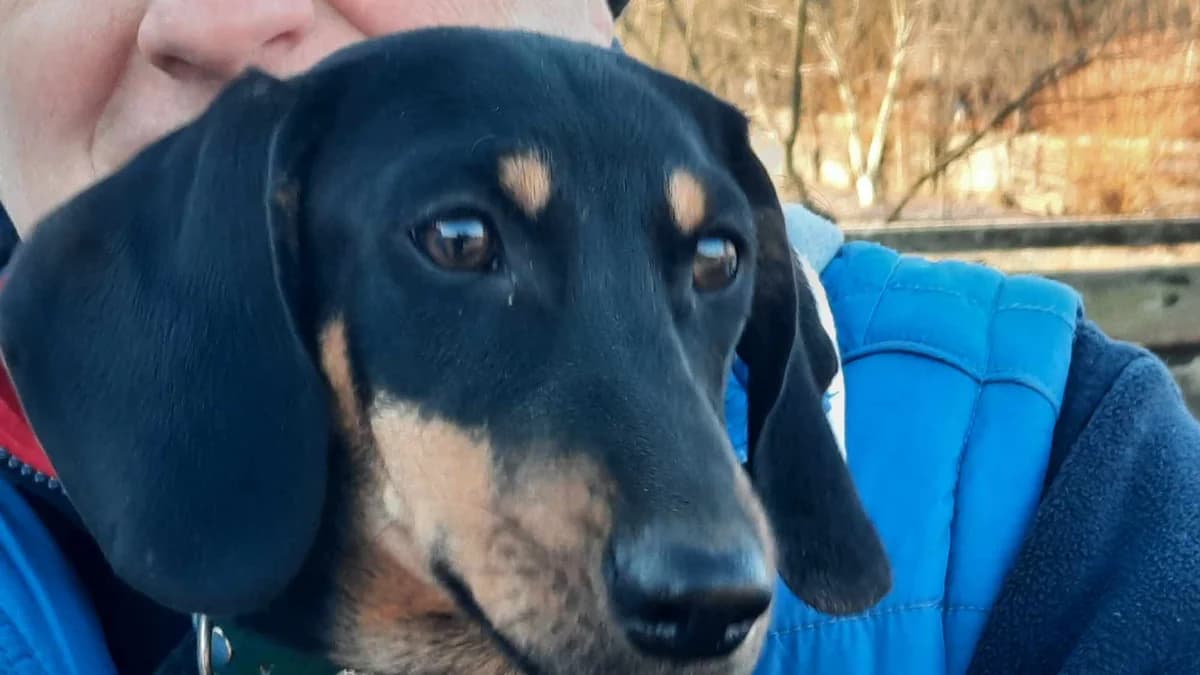 Sony, male puppy Mixed Breed for adoption at Ein Herz für Streuner e.V., München