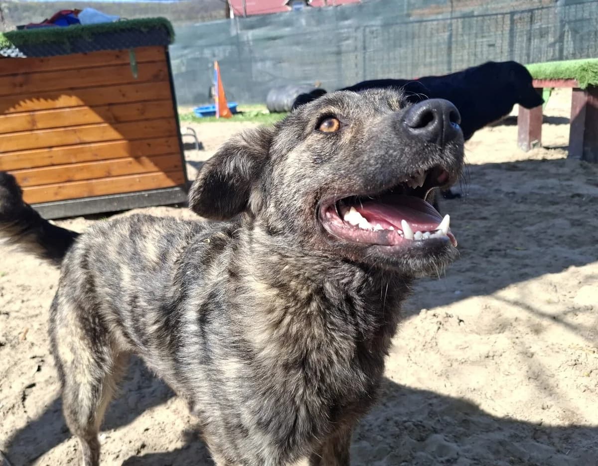 Sophia, female young Mixed Breed for adoption at Ein Herz für Streuner e.V., München