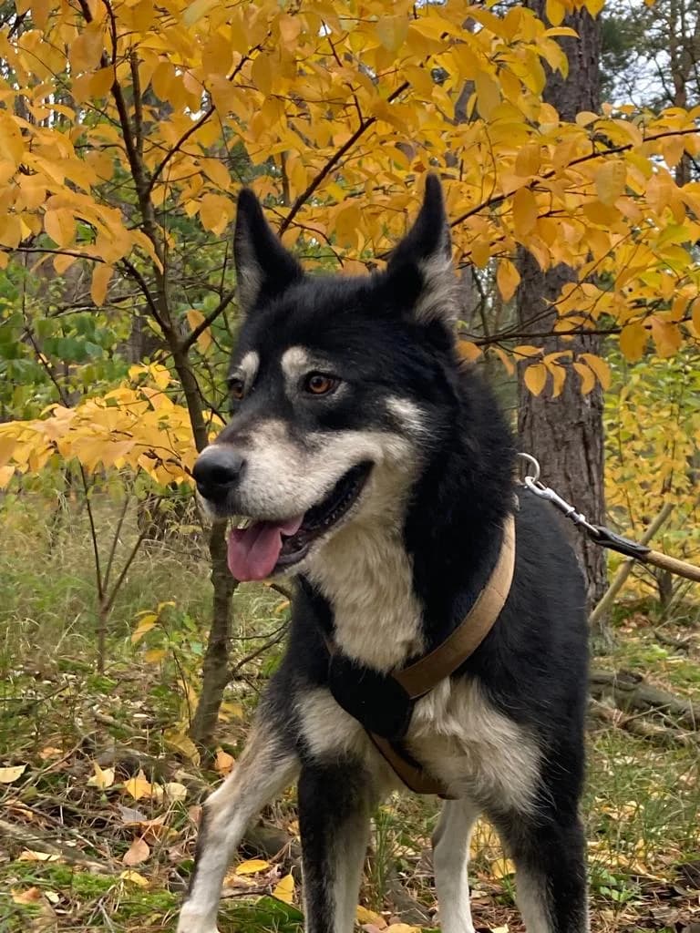 Sophia, female 5yo Mixed Breed for adoption at Ein Herz für Streuner e.V., München