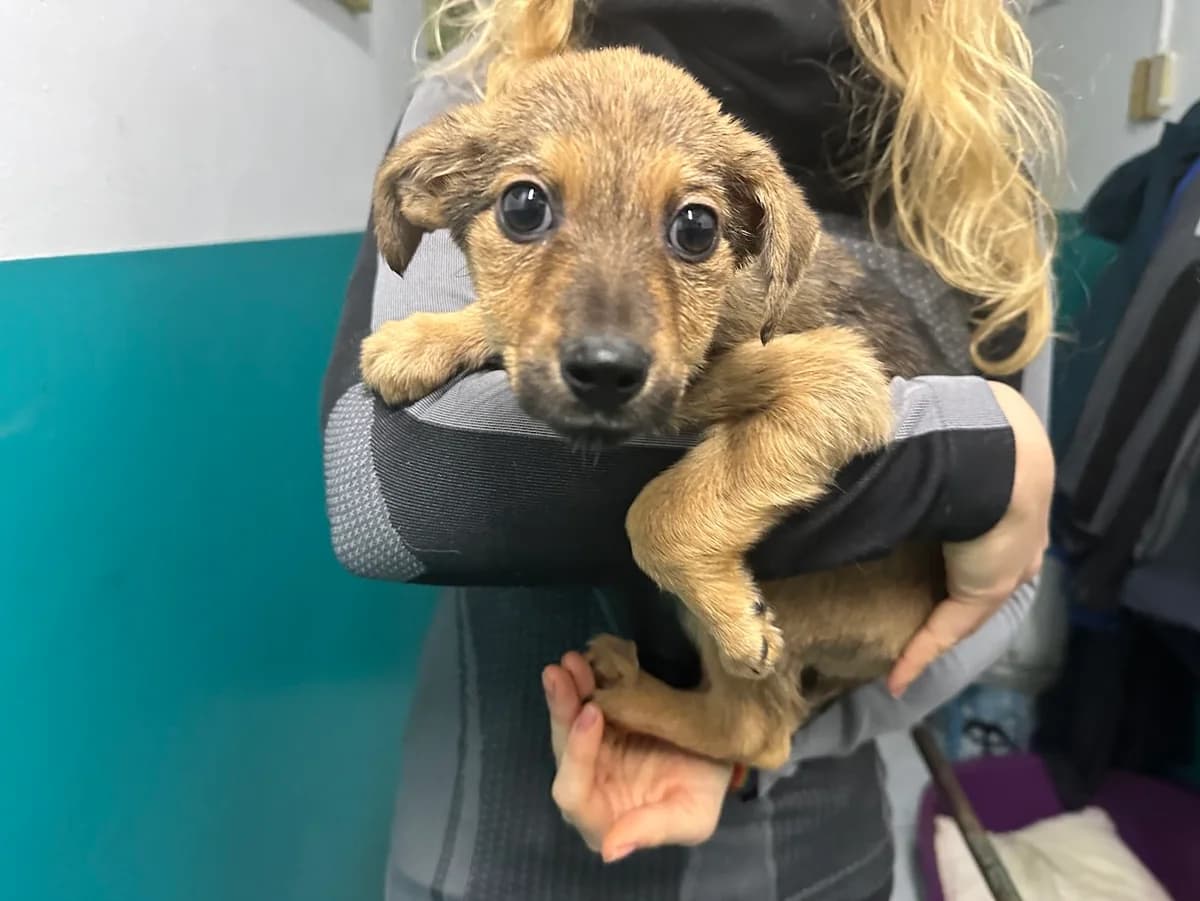 Sophie, female puppy Mixed Breed for adoption at Ein Herz für Streuner e.V., München