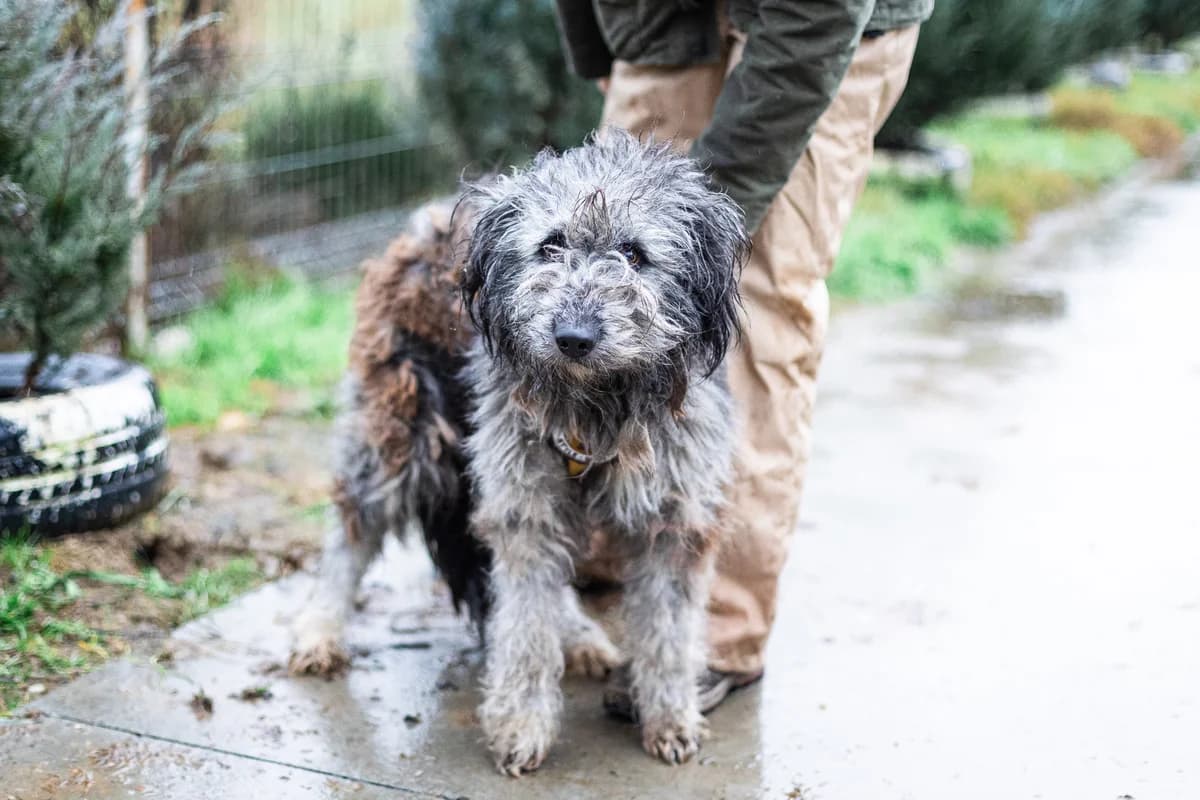 Sorana, female 3yo Mixed Breed for adoption at Ein Herz für Streuner e.V., München