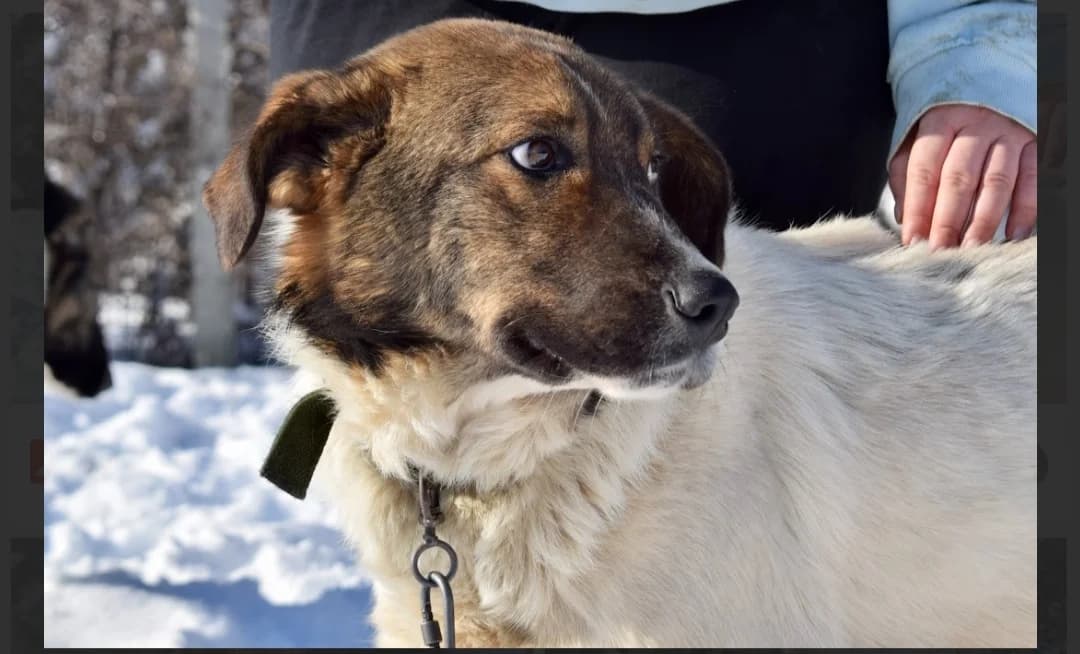 Soraya, female 5yo Mixed Breed for adoption at Ein Herz für Streuner e.V., München