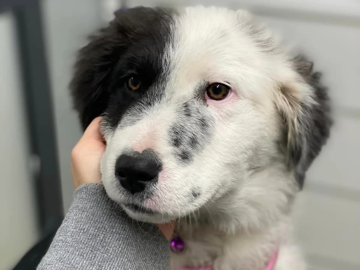 Sorcha, female puppy Mixed Breed for adoption at Ein Herz für Streuner e.V., München
