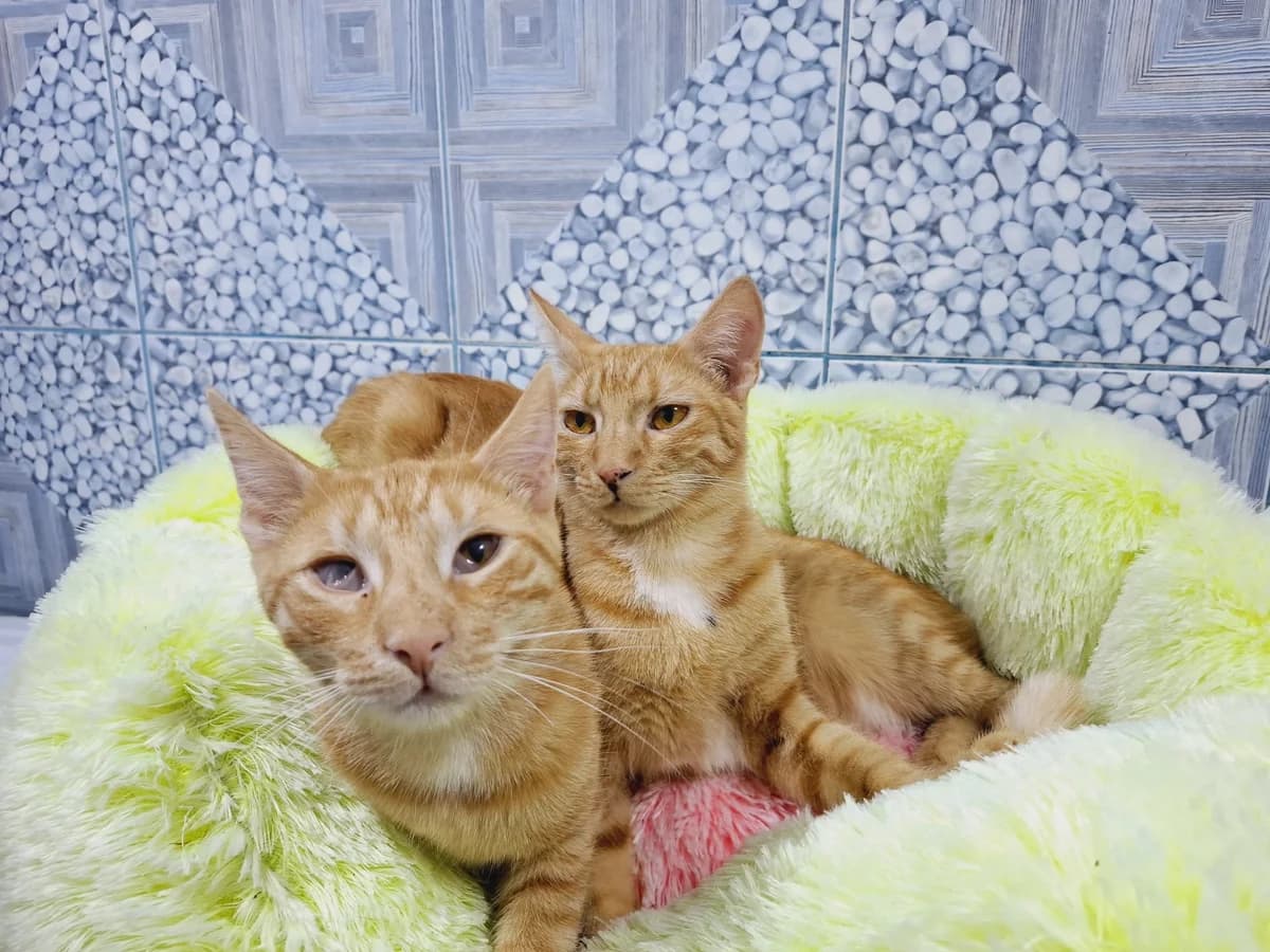 Sorin&Mitica, male young Mixed Breed for adoption at Ein Herz für Streuner e.V., München