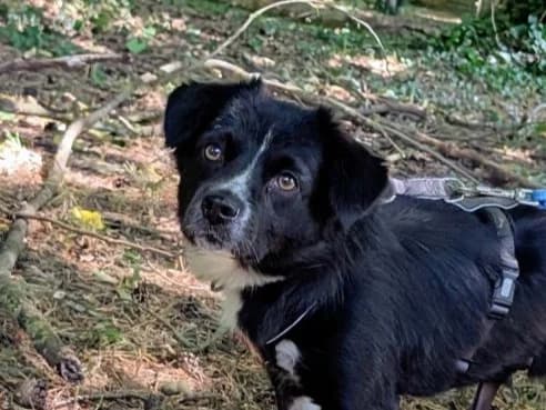 Sorsha, female 5yo Mixed Breed for adoption at Ein Herz für Streuner e.V., München