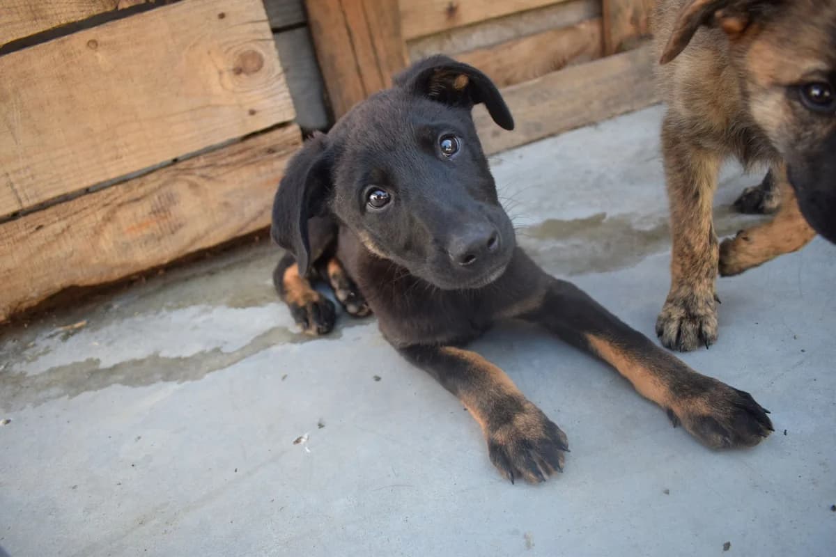 Soul, male puppy Mixed Breed for adoption at Ein Herz für Streuner e.V., München