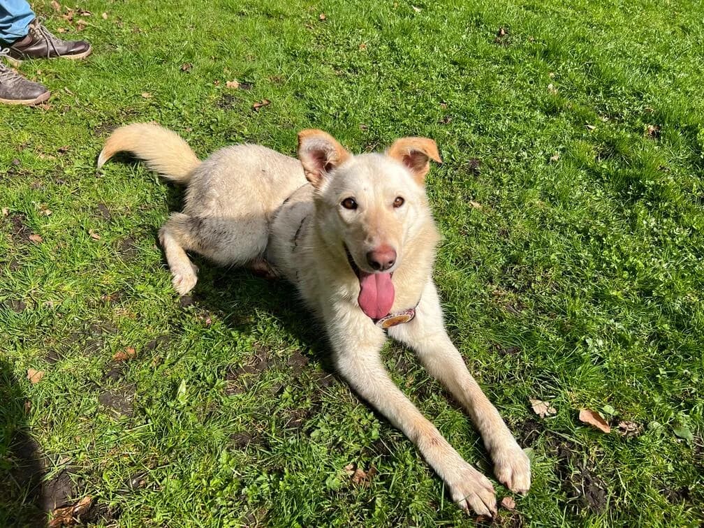 Souraya, female Mixed Breed for adoption at Ein Herz für Streuner e.V.