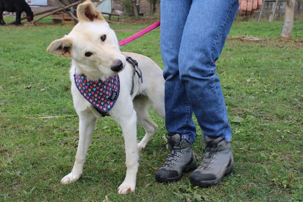 Souraya, weiß female young Mixed Breed for adoption at Ein Herz für Streuner e.V., München