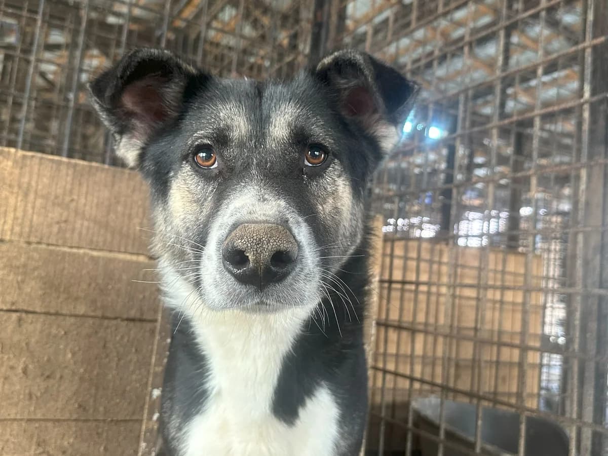 SpÄTzle, tricolor male 5yo Mixed Breed for adoption at Ein Herz für Streuner e.V., München