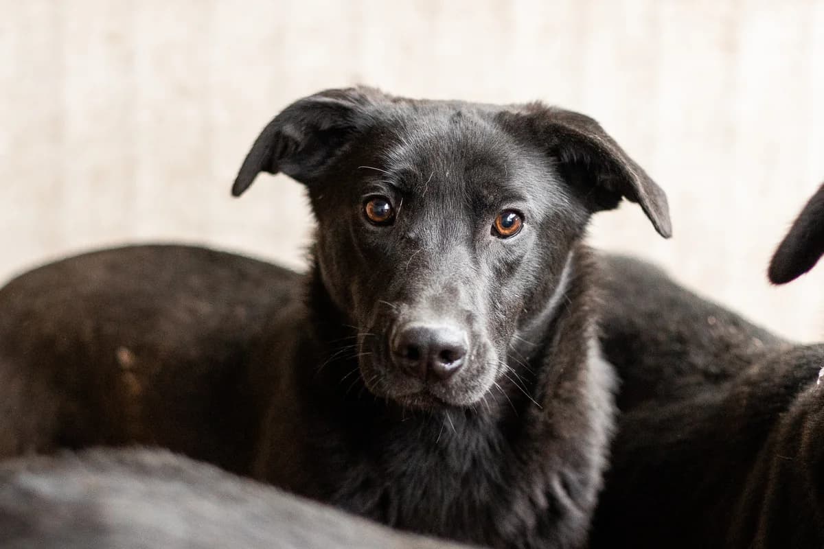 Spark, male young Mixed Breed for adoption at Ein Herz für Streuner e.V., München