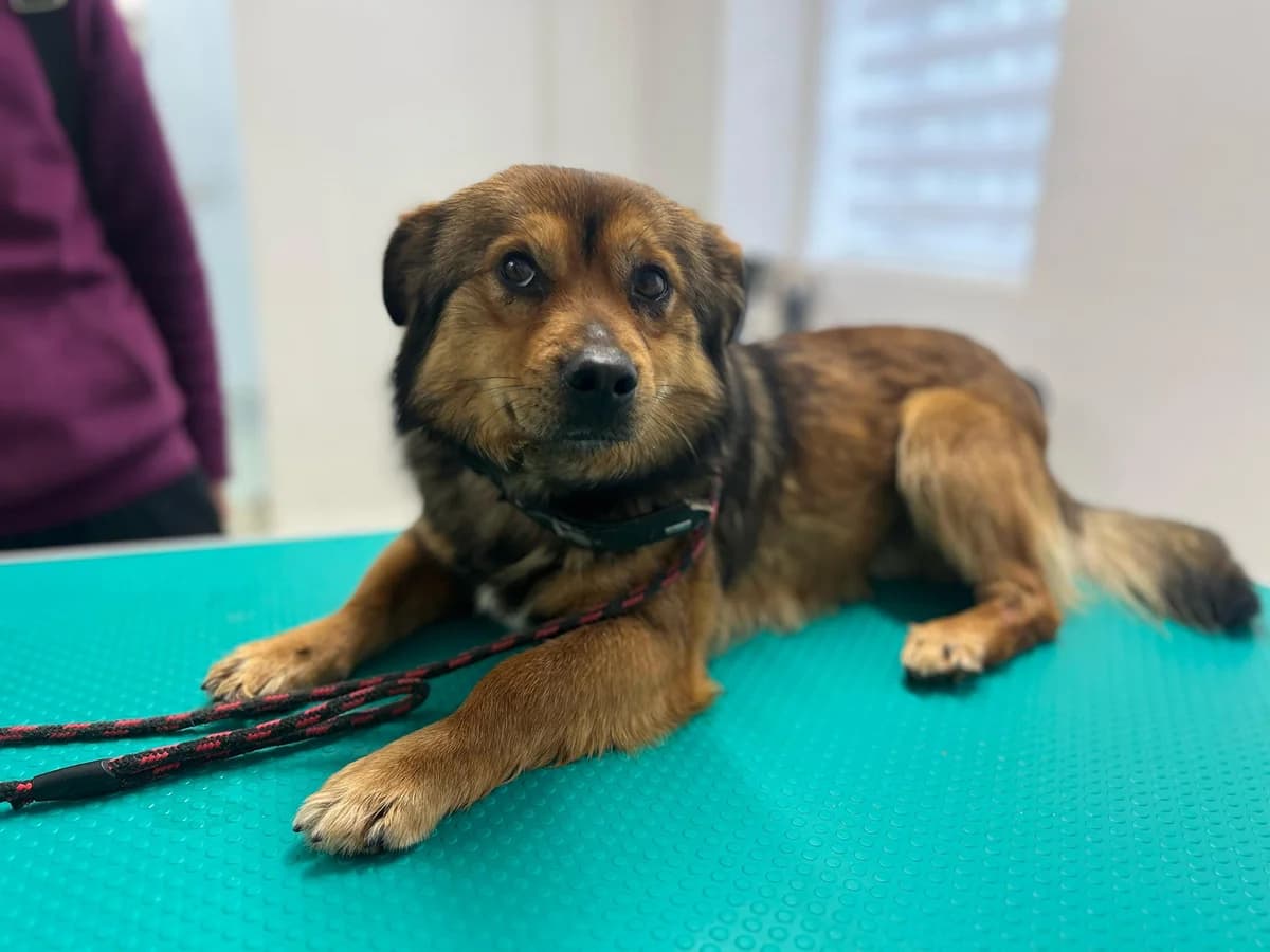 Sparky, male 3yo Mixed Breed for adoption at Ein Herz für Streuner e.V., München
