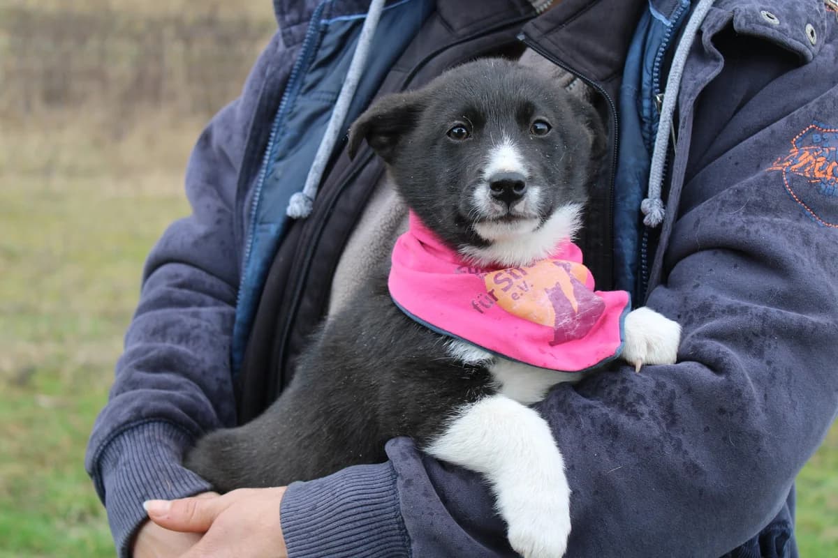 Speedy, weiß female puppy Mixed Breed for adoption at Ein Herz für Streuner e.V., München