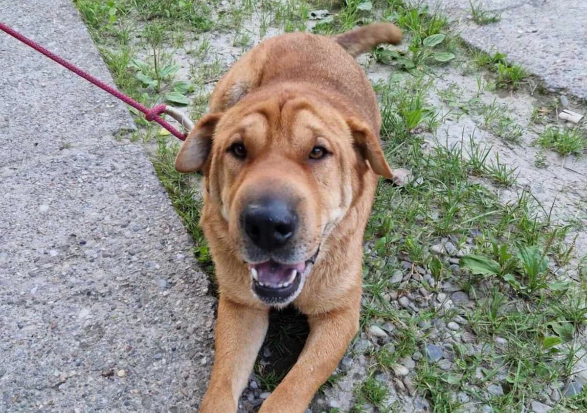 Spencer, male 5yo Mixed Breed for adoption at Ein Herz für Streuner e.V., München
