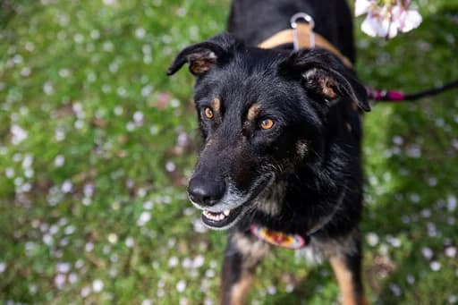 Spencer, male 3yo Mixed Breed for adoption at Ein Herz für Streuner e.V., München