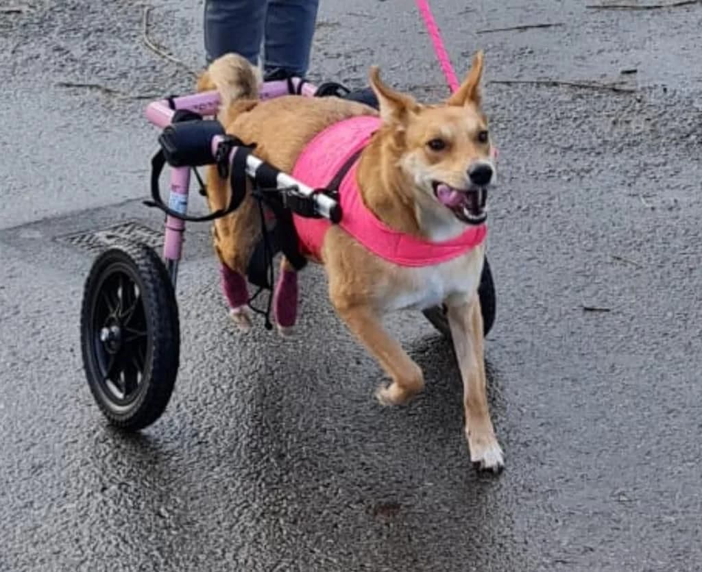 Speranta, female 4yo Mixed Breed for adoption at Ein Herz für Streuner e.V., München