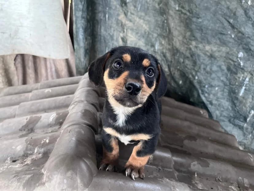 Spezi, male puppy Mixed Breed for adoption at Ein Herz für Streuner e.V., München