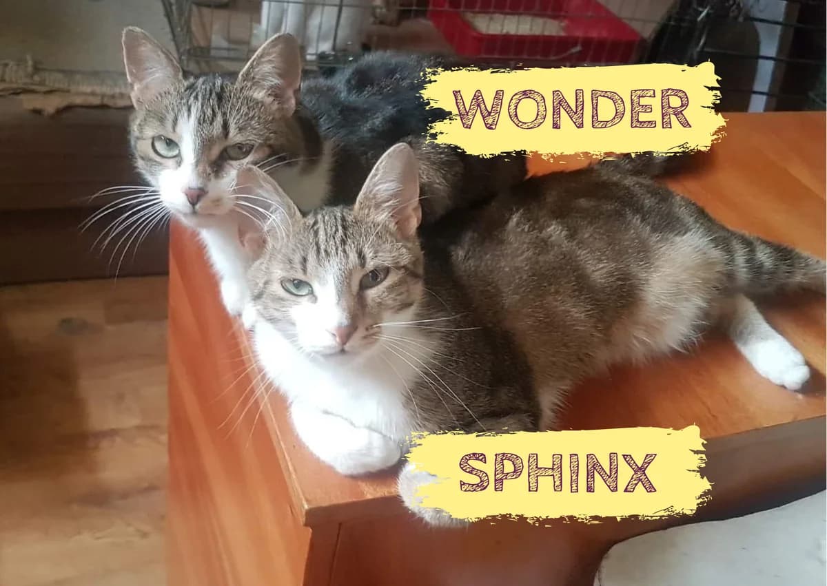 Sphinx&Wonder, female 3yo Mixed Breed for adoption at Ein Herz für Streuner e.V., München