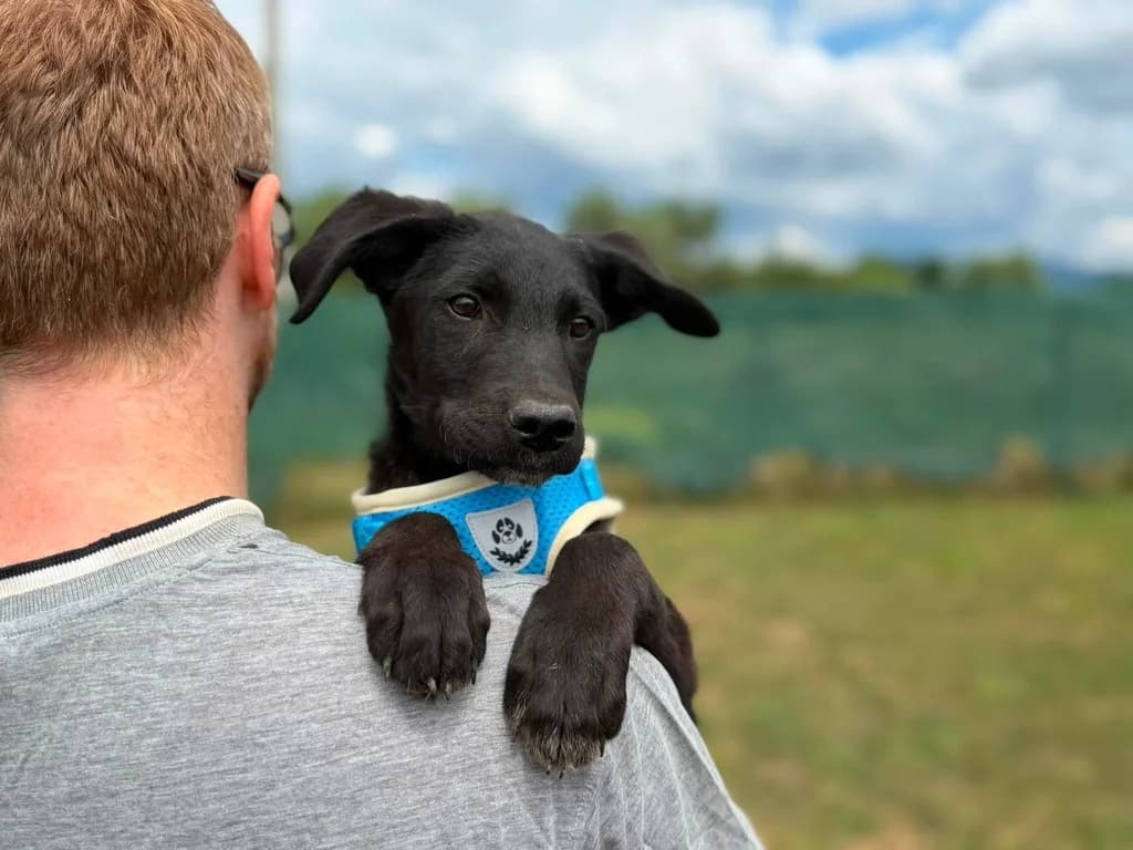 Spider, male puppy Mixed Breed for adoption at Ein Herz für Streuner e.V., München