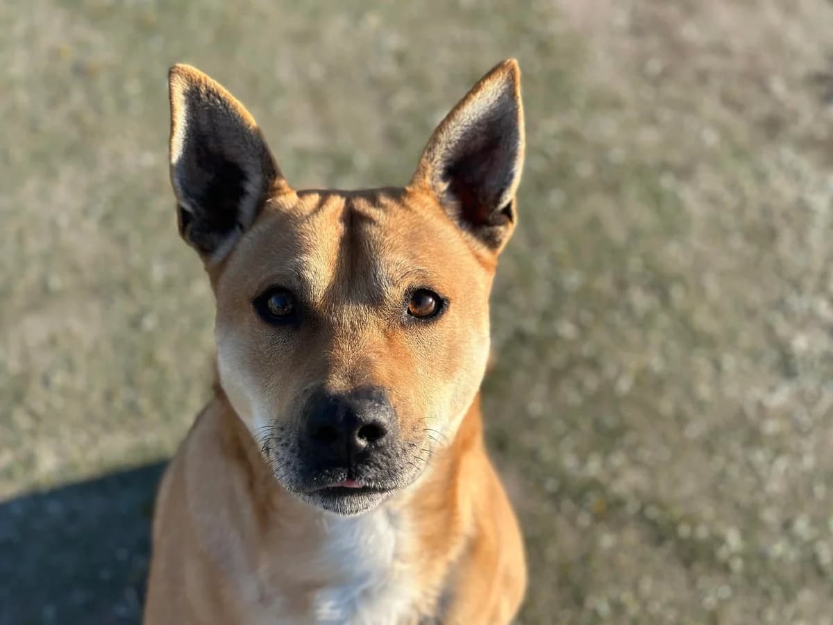 Spike, male 5yo Mixed Breed for adoption at Ein Herz für Streuner e.V., München