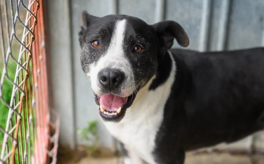 Spillo, male 5yo Mixed Breed for adoption at Ein Herz für Streuner e.V., München