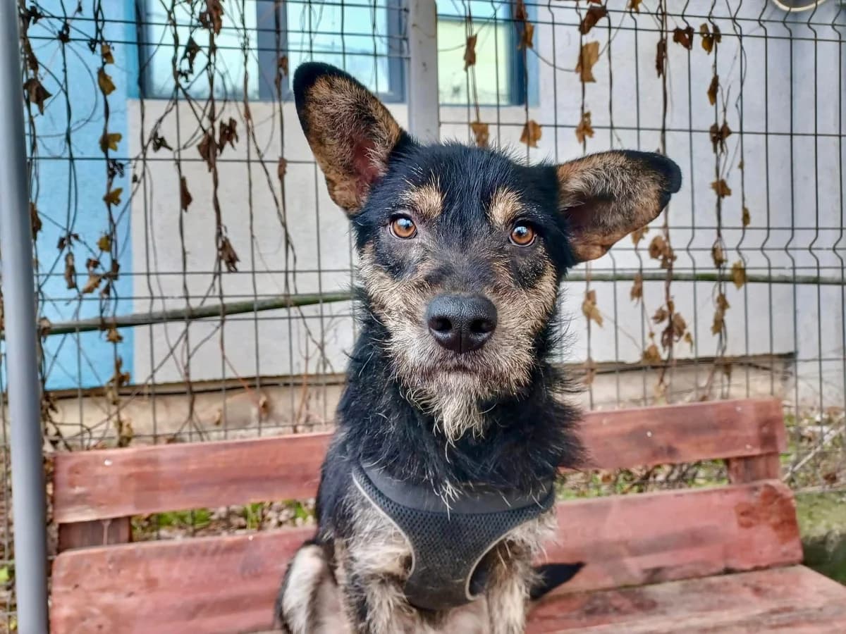 Spirit, schwarz male 3yo Mixed Breed for adoption at Ein Herz für Streuner e.V., München