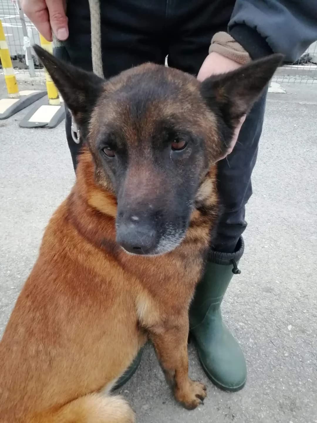 Spock, male 4yo Mixed Breed for adoption at Ein Herz für Streuner e.V., München