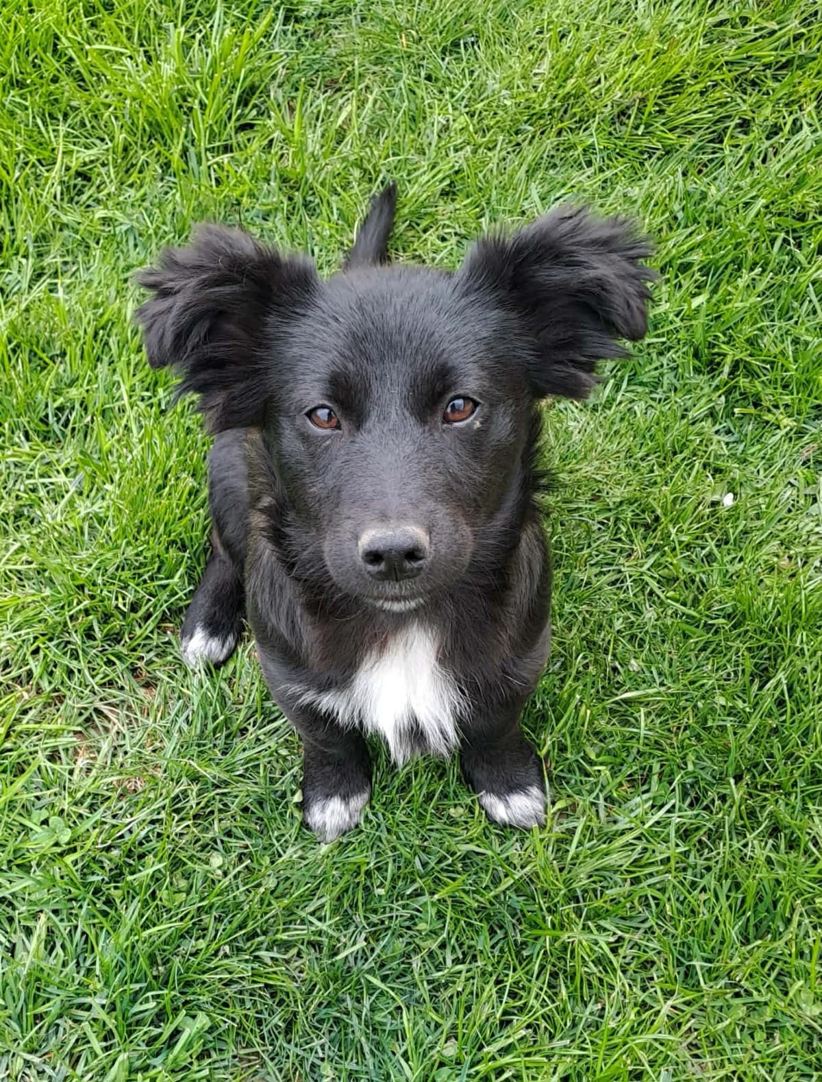 Spock, male puppy Mixed Breed for adoption at Ein Herz für Streuner e.V., München