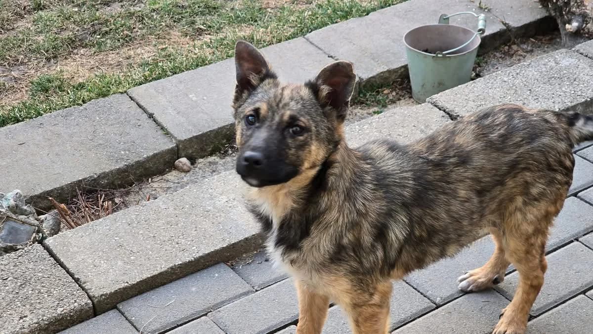 Spot, braun male puppy Mixed Breed for adoption at Ein Herz für Streuner e.V., München