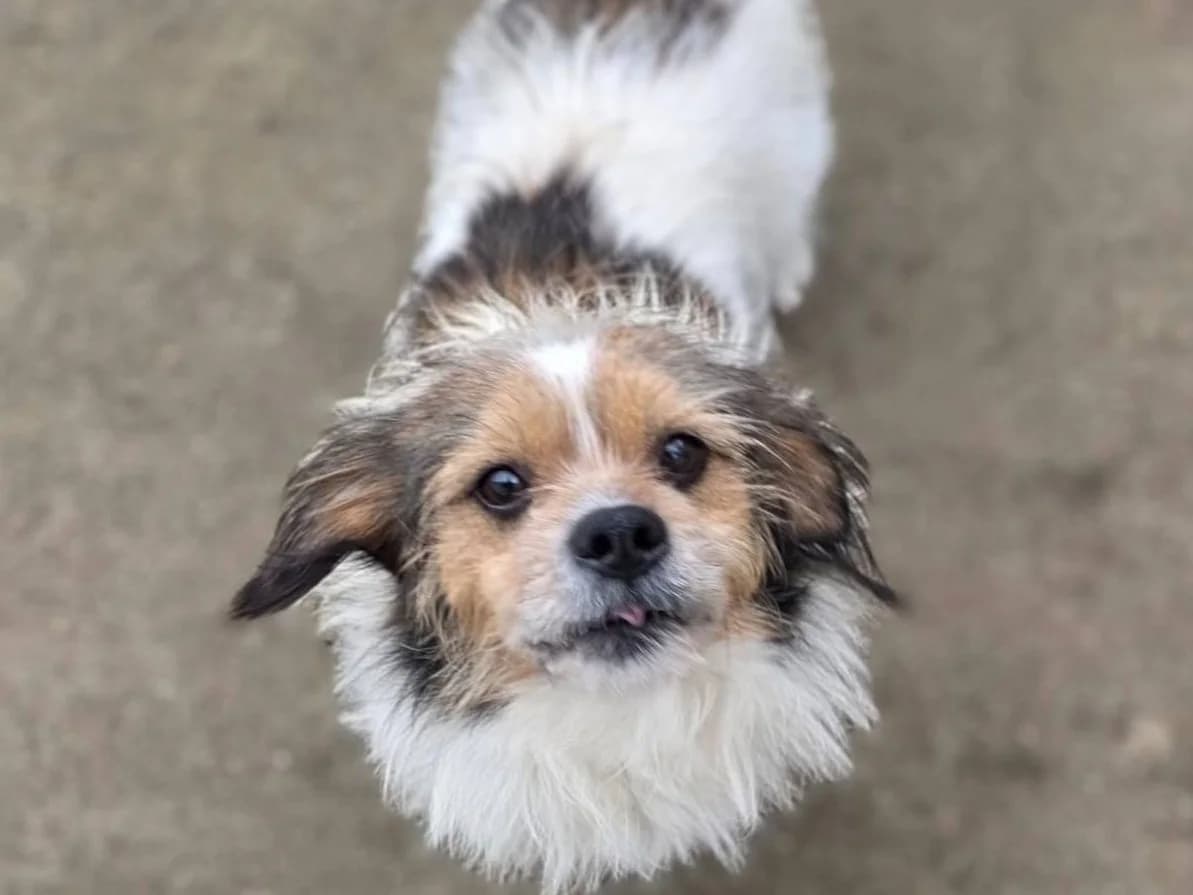 Spoti, male 4yo Mixed Breed for adoption at Ein Herz für Streuner e.V., München