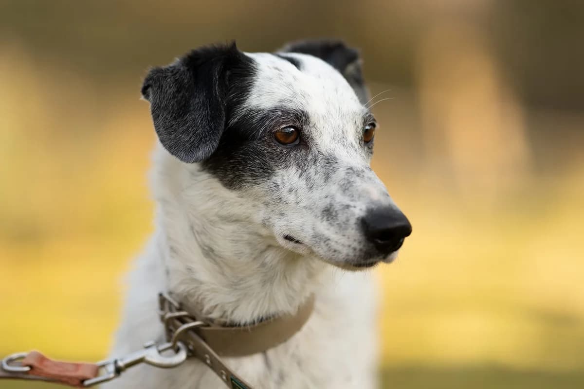 Spotty, female 5yo Mixed Breed for adoption at Ein Herz für Streuner e.V., München