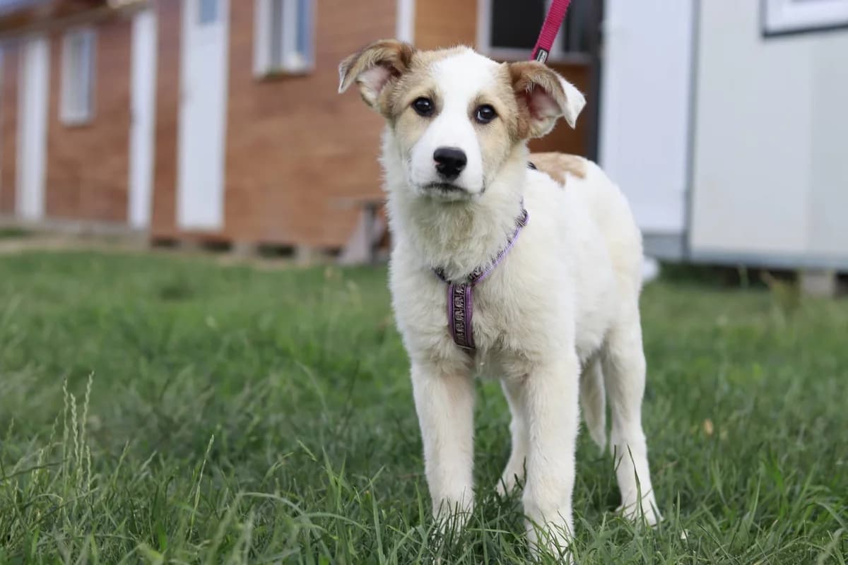 Spring, weiß male puppy Mixed Breed for adoption at Ein Herz für Streuner e.V., München