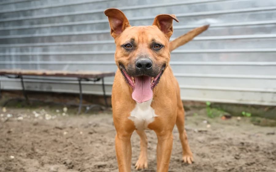 Springsteen, male 5yo Mixed Breed for adoption at Ein Herz für Streuner e.V., München