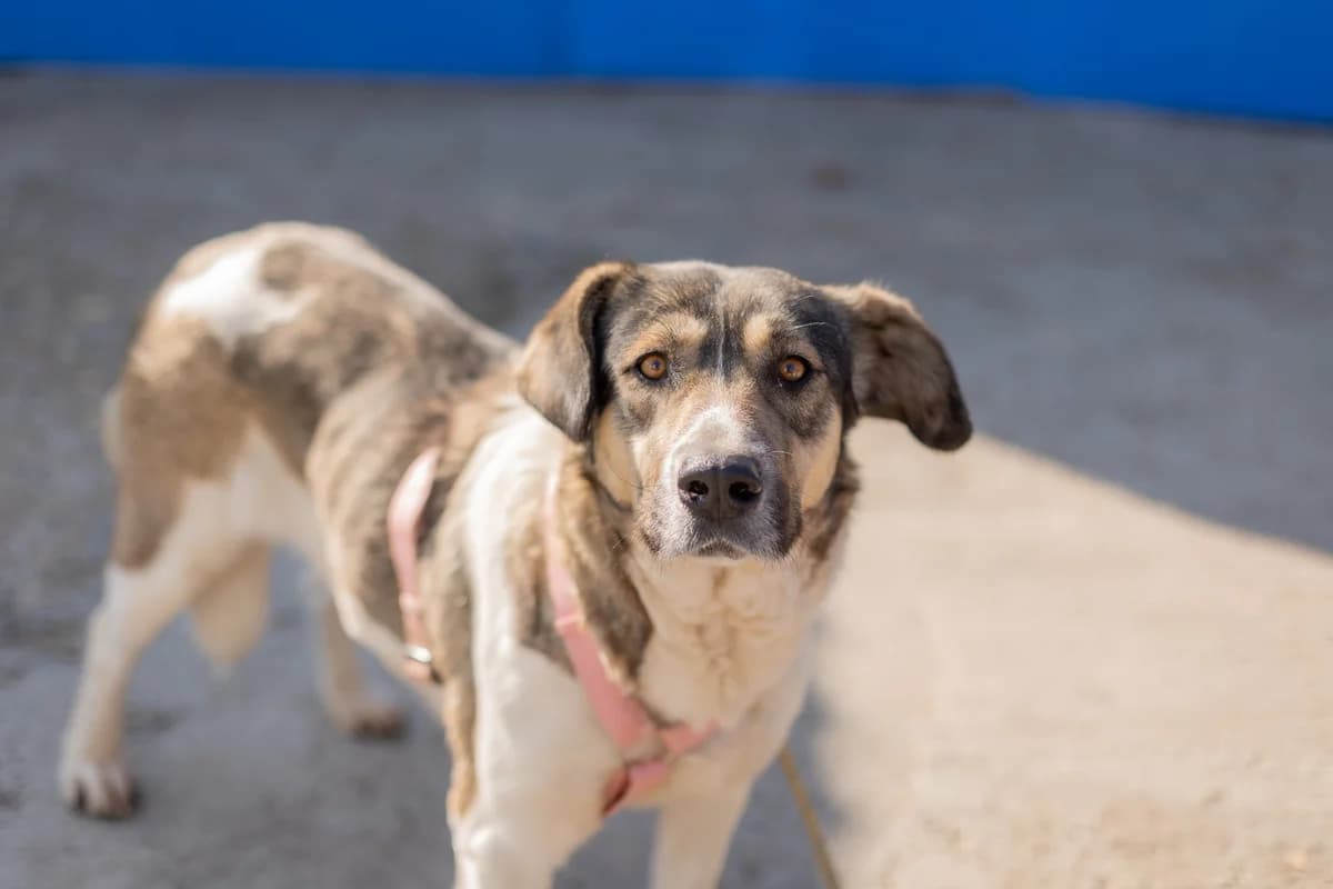 Stacy, female young Mixed Breed for adoption at Ein Herz für Streuner e.V., München