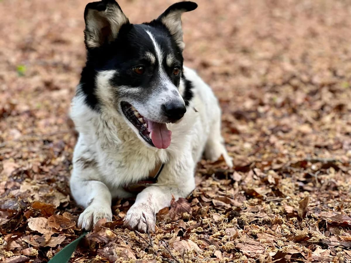 Stanislaus, male 5yo Mixed Breed for adoption at Ein Herz für Streuner e.V., München