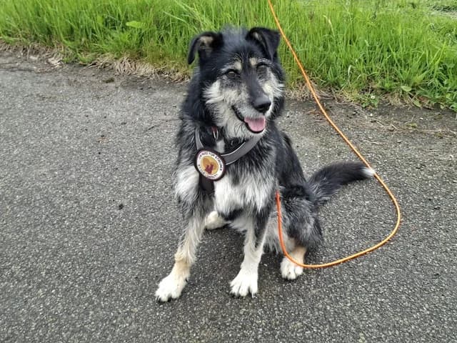 Star, female 5yo Mixed Breed for adoption at Ein Herz für Streuner e.V., München