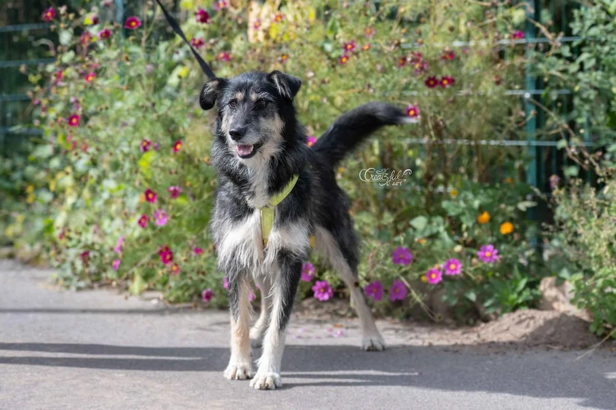 Star, female 5yo Mixed Breed for adoption at Ein Herz für Streuner e.V., München