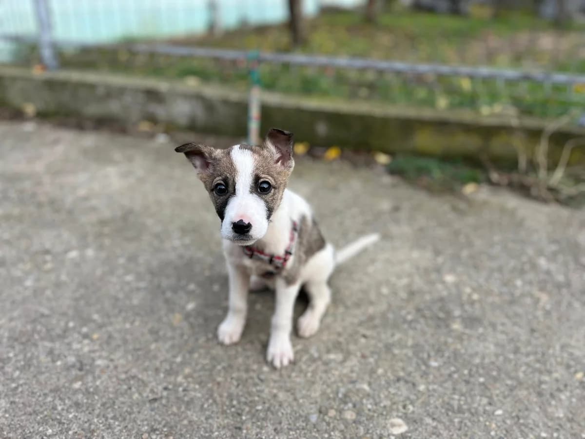 Starlight, female puppy Mixed Breed for adoption at Ein Herz für Streuner e.V., München