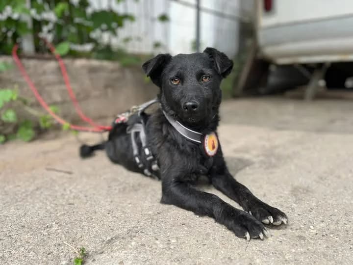 Steffi, female 5yo Mixed Breed for adoption at Ein Herz für Streuner e.V., München