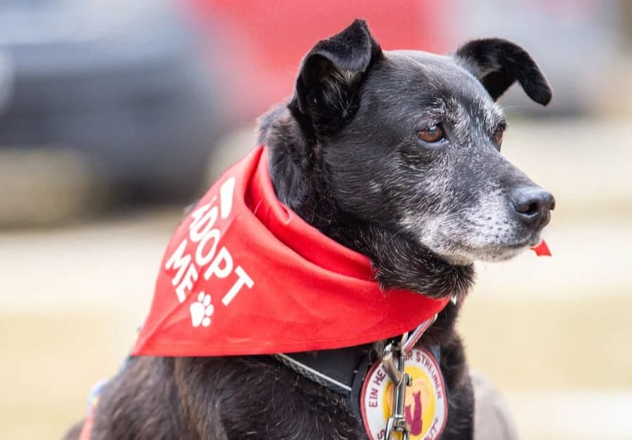 Stella, female senior Mixed Breed for adoption at Ein Herz für Streuner e.V., München