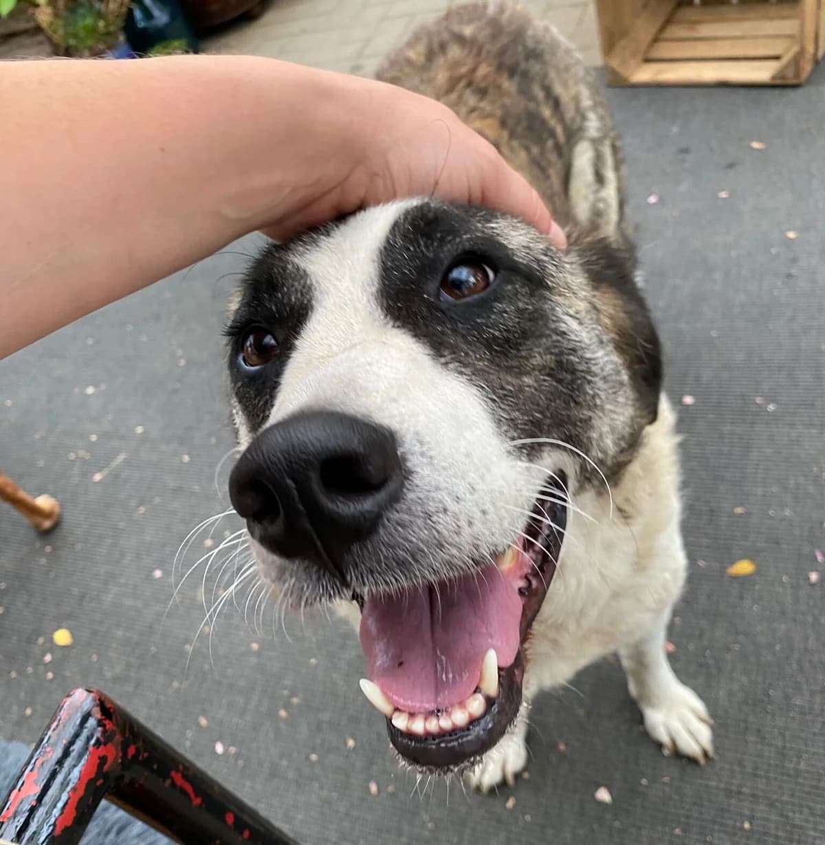 Stella, female 3yo Mixed Breed for adoption at Ein Herz für Streuner e.V., München