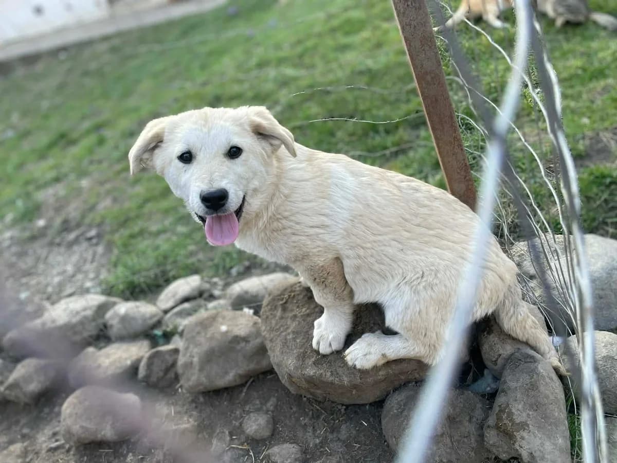 Stella, weiß female puppy Mixed Breed for adoption at Ein Herz für Streuner e.V., München