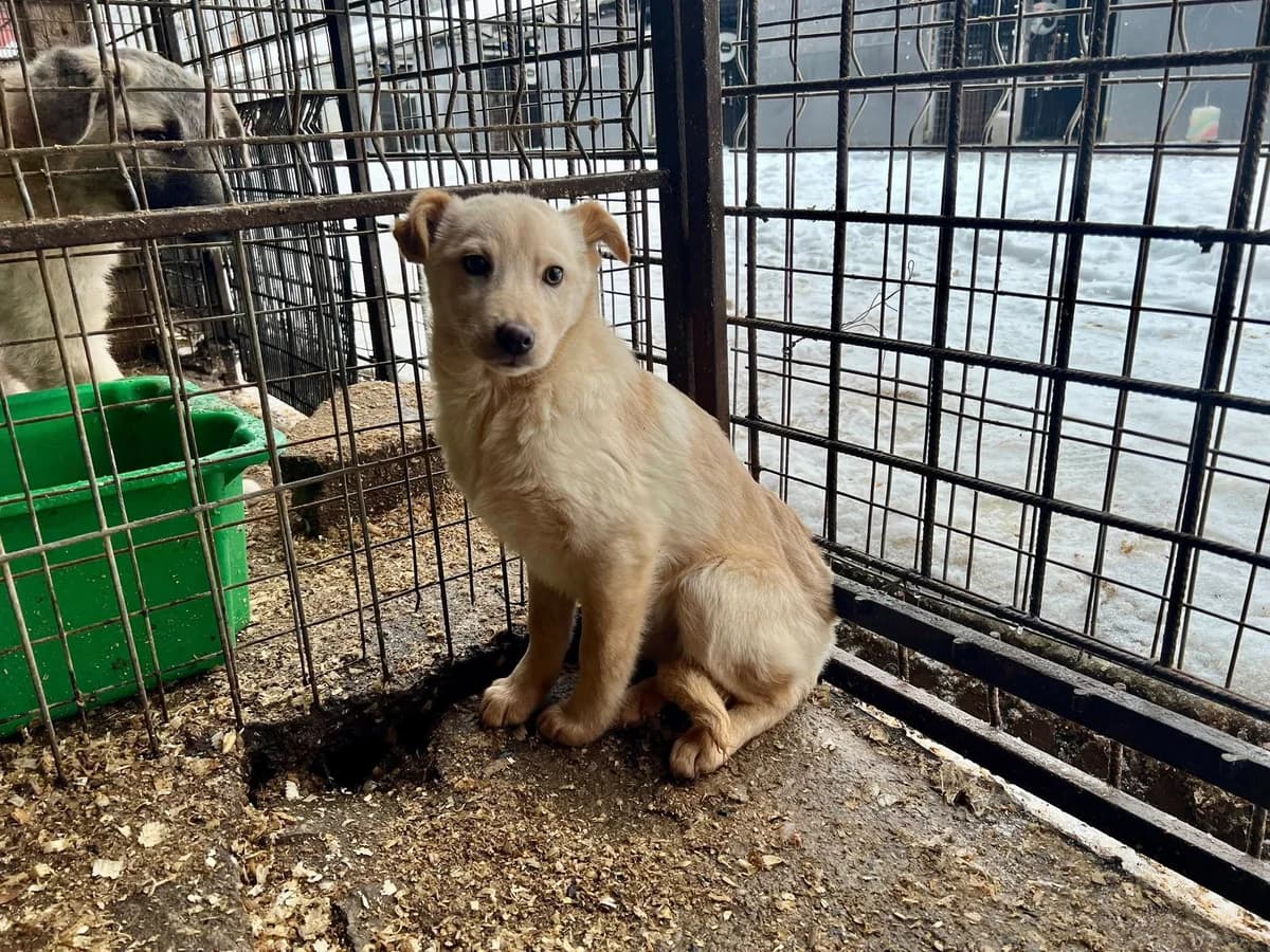 Sternchen, golden female puppy Mixed Breed for adoption at Ein Herz für Streuner e.V., München