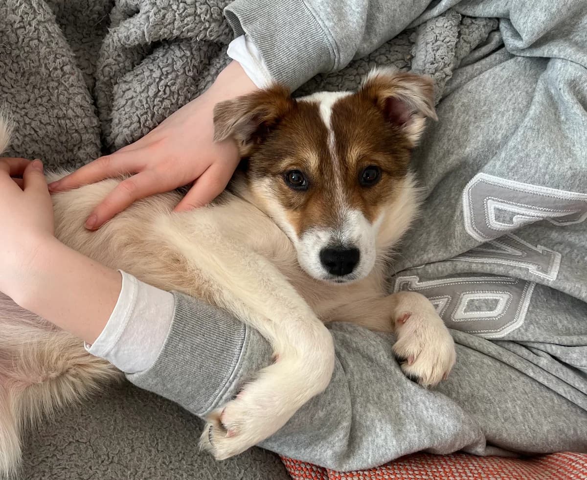 Sternli, female puppy Mixed Breed for adoption at Ein Herz für Streuner e.V., München