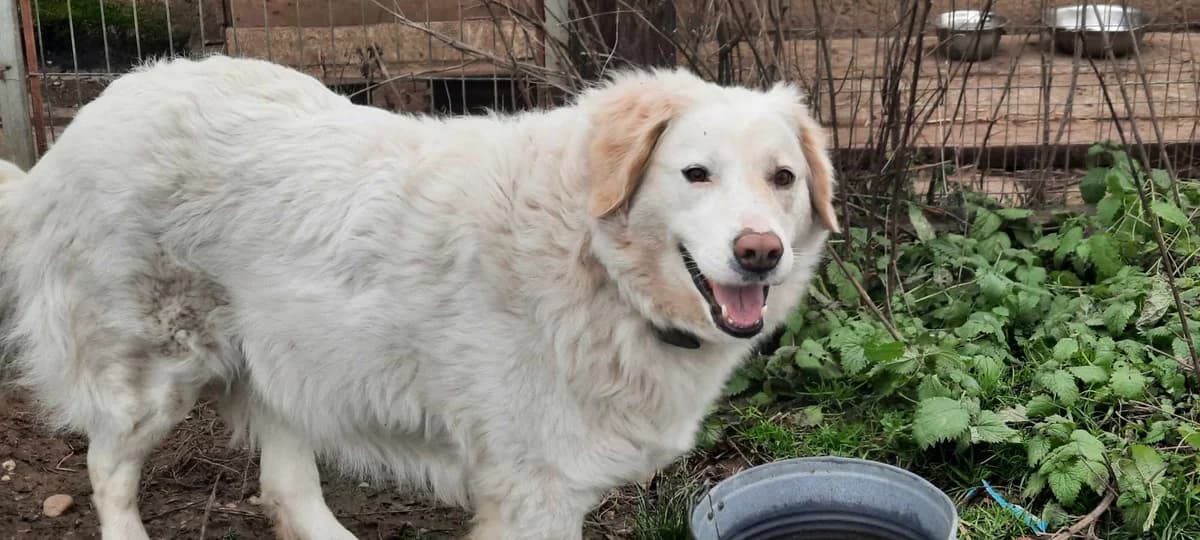 Sterre, weiß female 4yo Mixed Breed for adoption at Ein Herz für Streuner e.V., München
