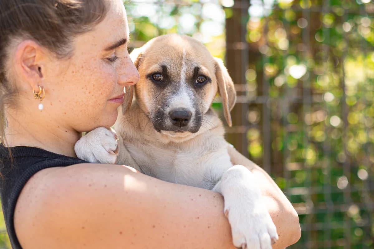 Stewart, braun male puppy Mixed Breed for adoption at Ein Herz für Streuner e.V., München