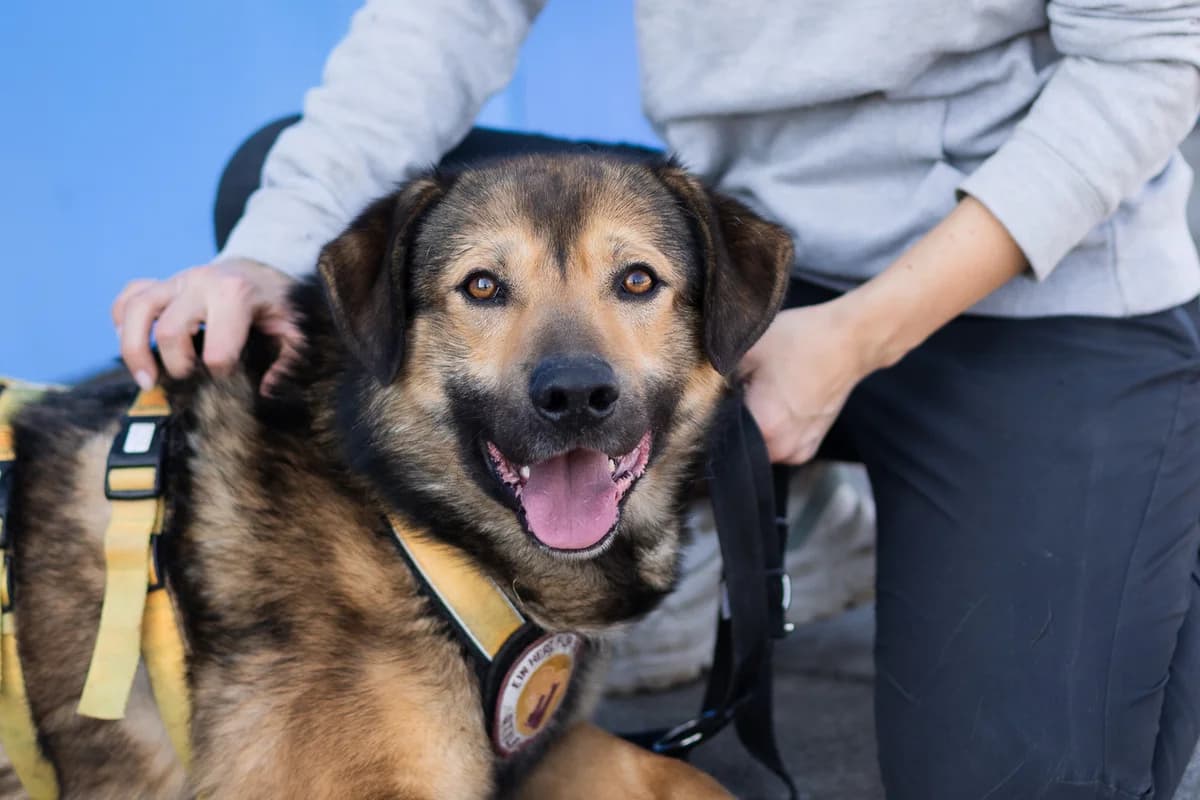Stifler, male 3yo Mixed Breed for adoption at Ein Herz für Streuner e.V., München