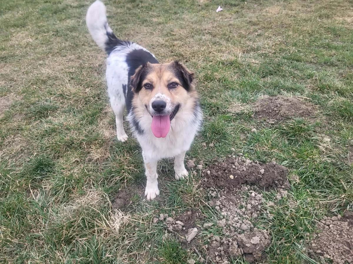 Stina, female young Mixed Breed for adoption at Ein Herz für Streuner e.V., München